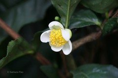 Camellia sinensis